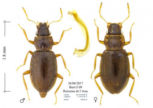 Hydraena subimpressa